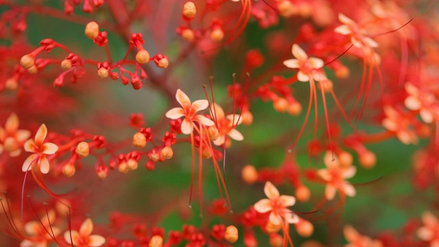 红色的花近视频素材