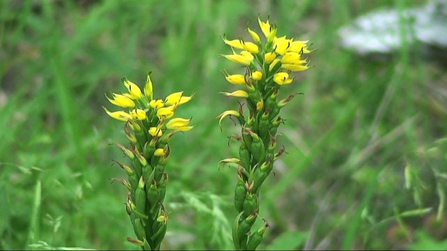 野生黄花HD视频素材