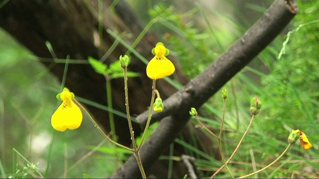 奇异黄花HD视频素材