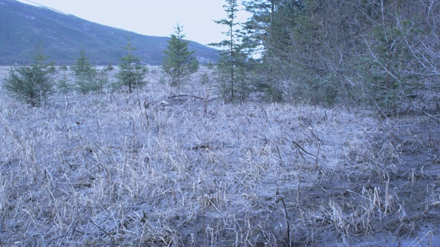 Pan从小雪到小冷杉树，阿拉斯加，2009年视频素材