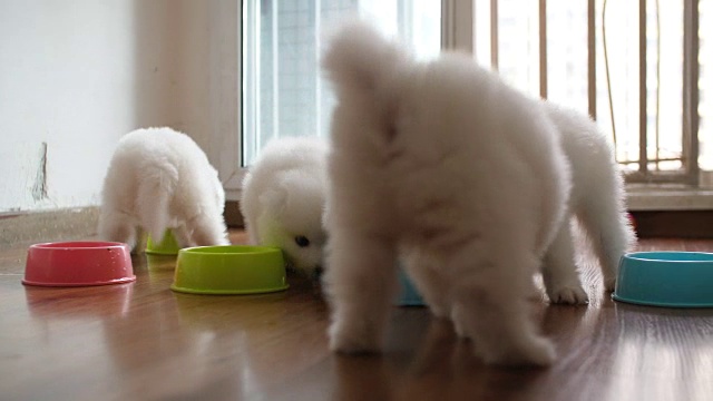 五只萨摩犬在室内进食视频素材