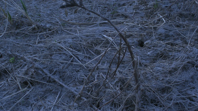 倾斜从山到火山灰地面，阿拉斯加，2009年视频素材