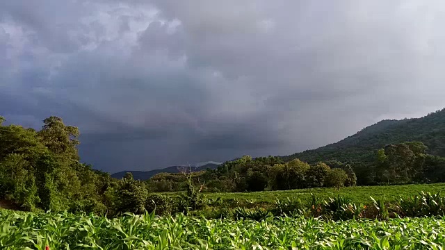 玉米地里乌云密布视频素材