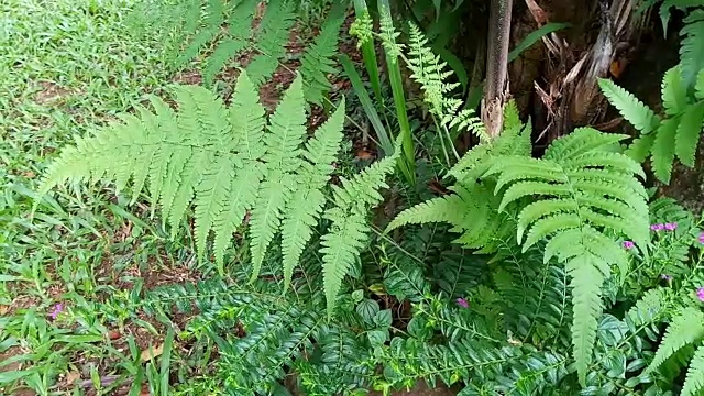 花园蕨叶视频素材