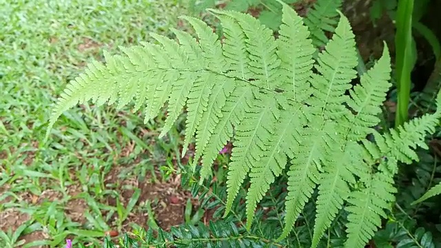 花园蕨叶视频素材