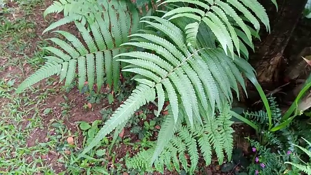 花园蕨叶视频素材