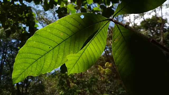 绿树带着阳光视频素材