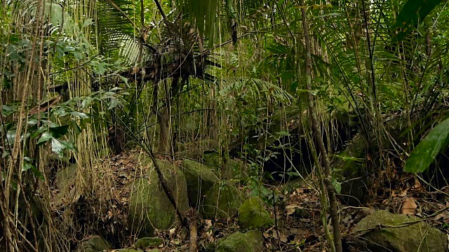 深雾热带森林的野生、生动的植被。丛林景观。内部异国情调的亚洲木材。苔藓藤本植物悬挂在雨林的树冠上。绿色自然背景的亚热带森林。视频素材