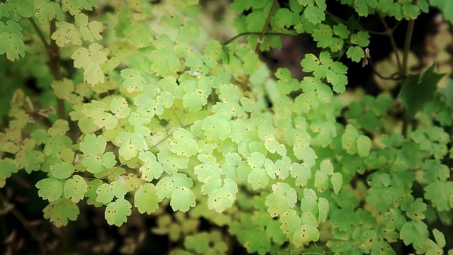 绿叶林植物视频素材