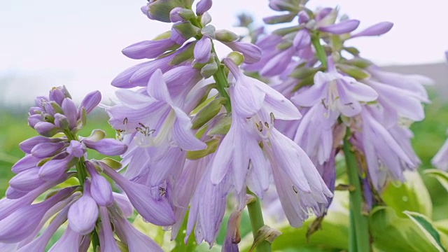 蜜蜂从寄主的花上收集花粉。视频素材