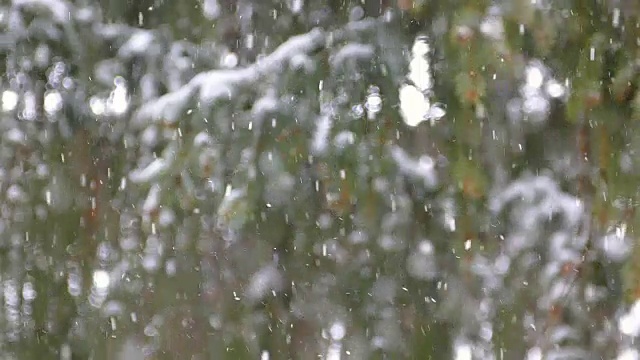 雪和冷杉树缓慢的移动视频素材