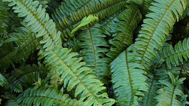 特写蕨类植物视频素材