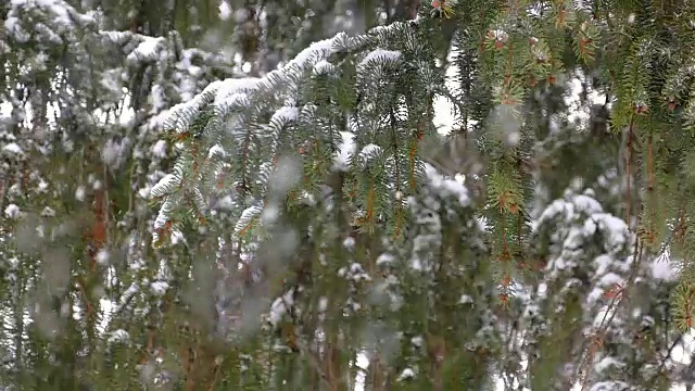 雪和冷杉树缓慢的移动视频素材