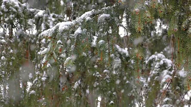 雪和冷杉树缓慢的移动视频素材