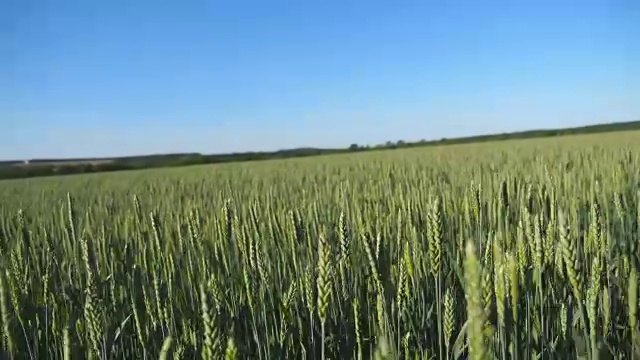 湛蓝的天空下，田野上生长着绿色的麦秆。视频素材