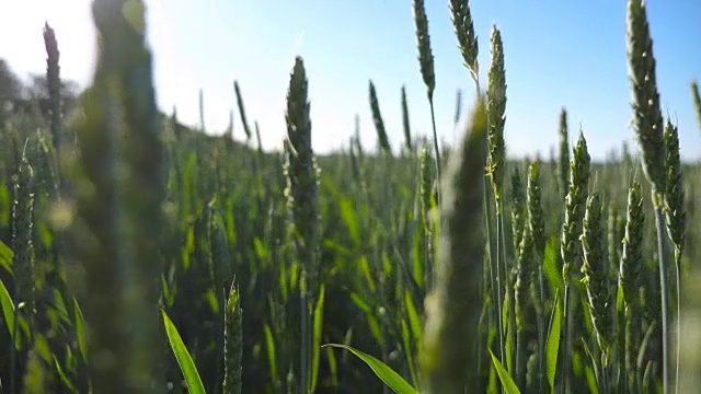 在蓝天下的草地上，谷物秸秆在微风中摇摆。视频素材