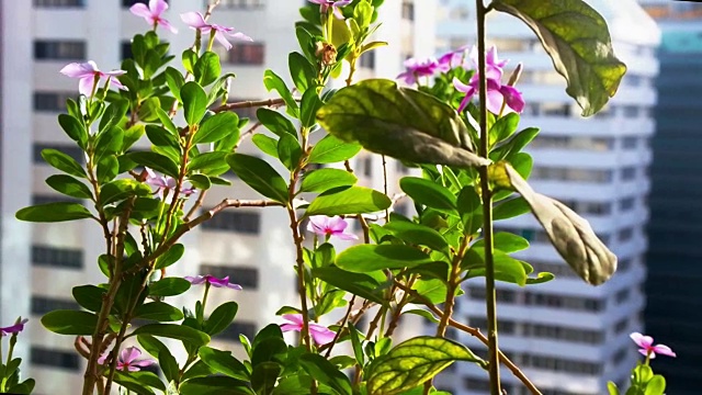 美丽的鲜花在城市的阳台上-早放松的早晨。视频素材