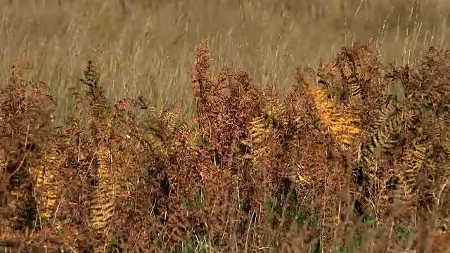 偏远的苏格兰乡村的乡村景色视频素材