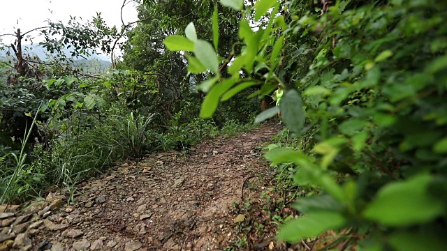 早上在热带森林小道上跑步的女人视频素材