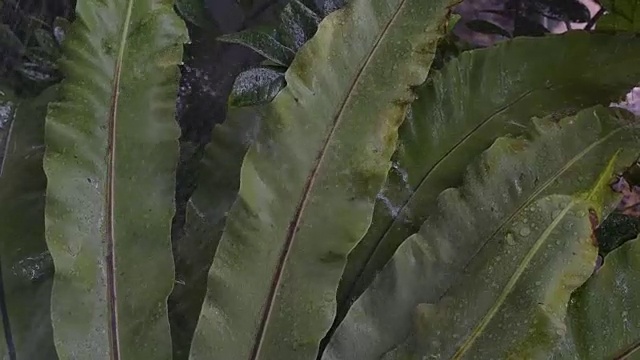 雨落在绿叶上视频素材