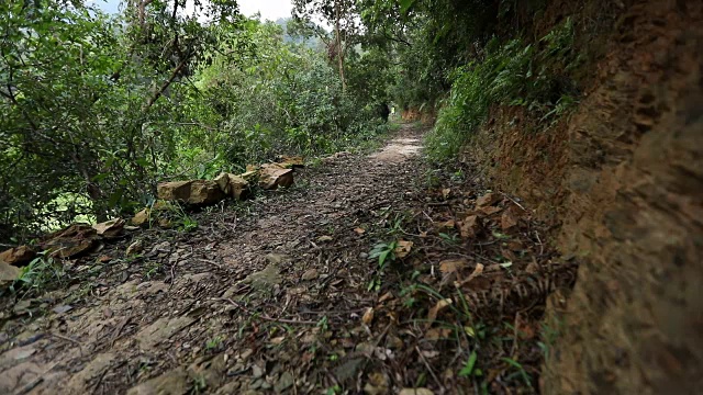 早上在热带森林小道上跑步的女人视频素材