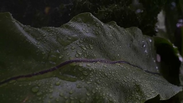 雨落在绿叶上视频素材