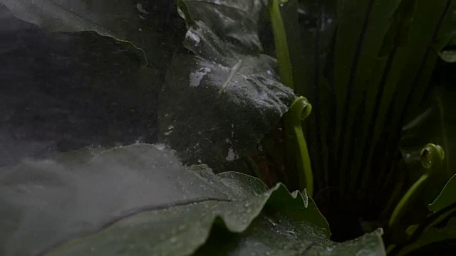 雨落在绿叶上视频素材