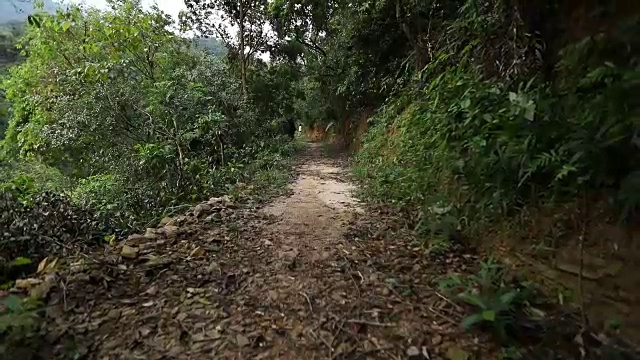 早上在热带森林小道上跑步的女人视频素材