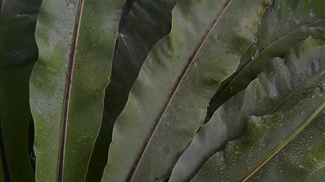 雨落在绿叶上视频素材