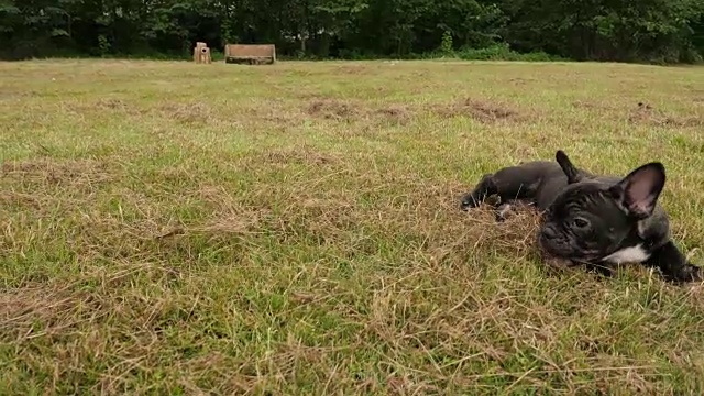 户外黑色法国斗牛犬，4k视频素材