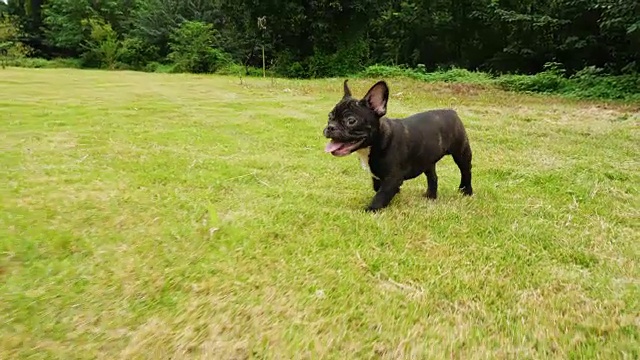 黑色法国斗牛犬在户外散步，4k视频素材