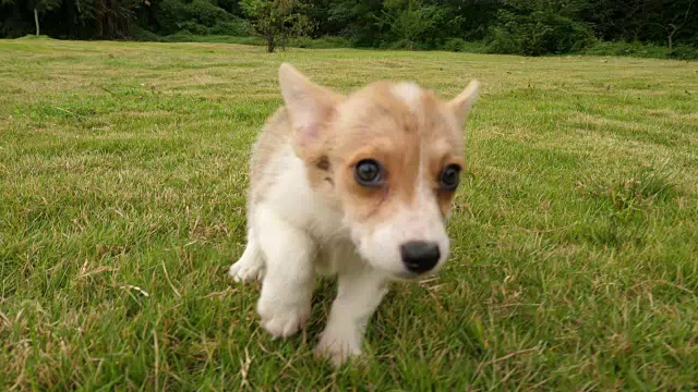 一群威尔士柯基犬奔跑，4千块视频素材