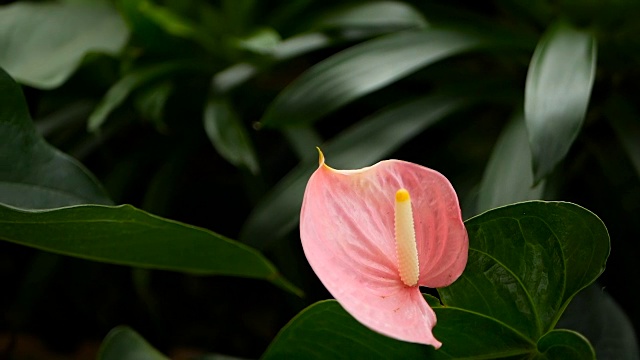 野生细腻有毒的马蹄莲，黄色雄蕊，天南星科。以水魔芋为自然花卉背景，在花园中绽放。温柔的异国情调的热带花朵从绿色新鲜的叶子中冒出来。视频素材