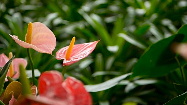 野生细腻有毒的马蹄莲，黄色雄蕊，天南星科。以水魔芋为自然花卉背景，在花园中绽放。温柔的异国情调的热带花朵从绿色新鲜的叶子中冒出来。视频素材