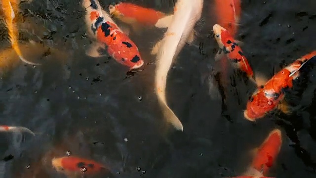 自然背景，水族箱特写。色彩鲜艳的日本锦鲤在传统的花园池塘中游水。中国花式鲤鱼水下。东方的象征财富和好运。视频素材