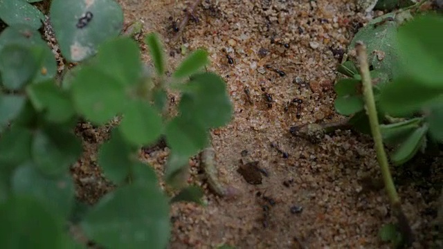 黑屋蚂蚁团队在大自然中行走视频素材