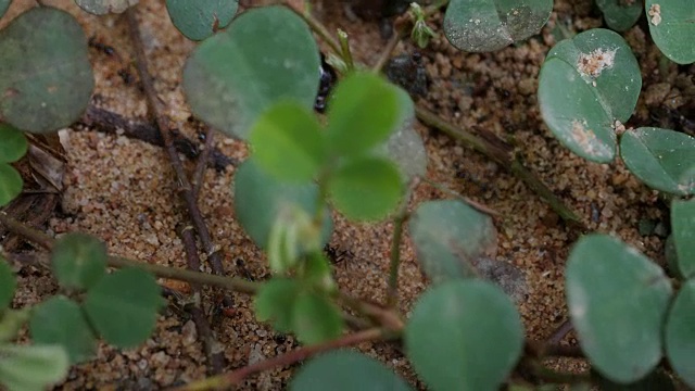 黑屋蚂蚁团队在大自然中行走视频素材