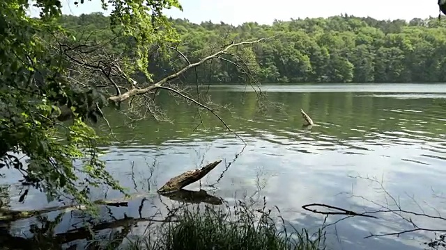 勃兰登堡(德国)Tornowsee湖上的夏季山毛榉林。Boltenmuehle旅游目的地(英国)博尔顿机)。视频素材