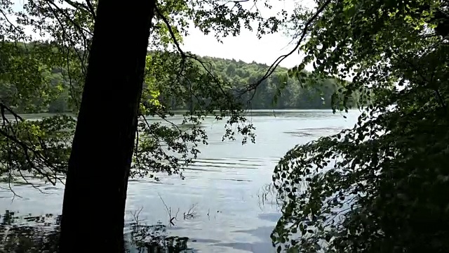 勃兰登堡(德国)Tornowsee湖上的夏季山毛榉林。Boltenmuehle旅游目的地(英国)博尔顿机)。视频素材