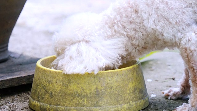 狗在吃碗里的食物。视频素材