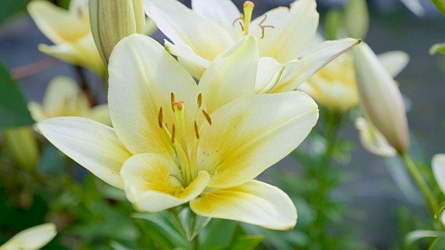 百合花的特写。视频素材