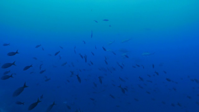 克理奥尔鱼和大眼鲹鱼在海面下成群游动视频素材