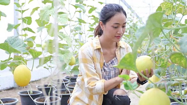 女农民在温室检查甜瓜质量视频素材