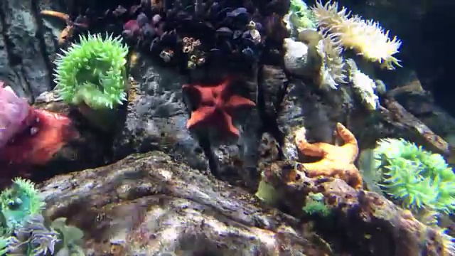 加利福尼亚水族馆里的海星视频素材