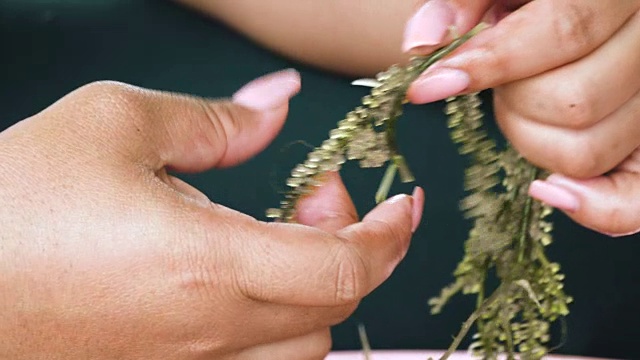 近距离女人选择新鲜的绿色鱼子酱或海葡萄(小扁豆Caulerpa lentillifera)质量控制。视频素材