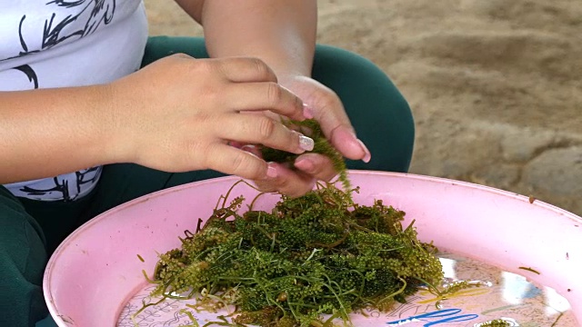 近距离女人选择新鲜的绿色鱼子酱或海葡萄(小扁豆Caulerpa lentillifera)质量控制。视频素材