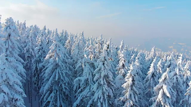 鸟瞰图:在美丽的冬日里，飞过白雪覆盖的云杉森林视频素材