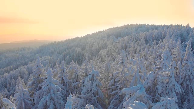 天线:第一次冬天的阳光从被雪覆盖的冰冻云杉上照射出来视频素材