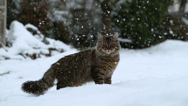 可爱的灰虎猫正在欣赏他在白色冬天的第一场雪视频素材