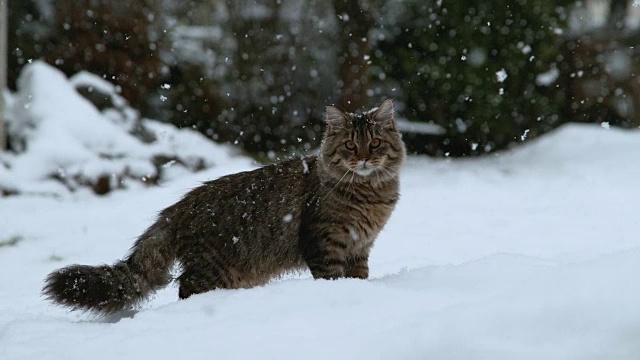 慢镜头肖像:可爱的灰虎猫在户外享受冬天的雪视频素材